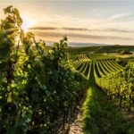 Weinberg in Rheinhessen bei Sonnenuntergang. In gleichmäßigen Reihen ziehen sich Rebstöcke über die sanften Hügel der Landschaft. Die tief stehende Sonne wirft warmes Licht durch die Weinreben und schafft eine stimmungsvolle Atmosphäre.