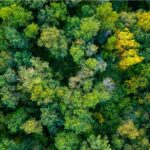 Luftaufnahme eines dichten, artenreichen Mischwaldes mit unterschiedlich gefärbtem Laub in Grün- und Gelbtönen. Die Baumkronen bilden ein dichtes Blätterdach, das die Struktur des Waldes nur erahnen lässt.