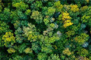 Luftaufnahme eines dichten, artenreichen Mischwaldes mit unterschiedlich gefärbtem Laub in Grün- und Gelbtönen. Die Baumkronen bilden ein dichtes Blätterdach, das die Struktur des Waldes nur erahnen lässt.