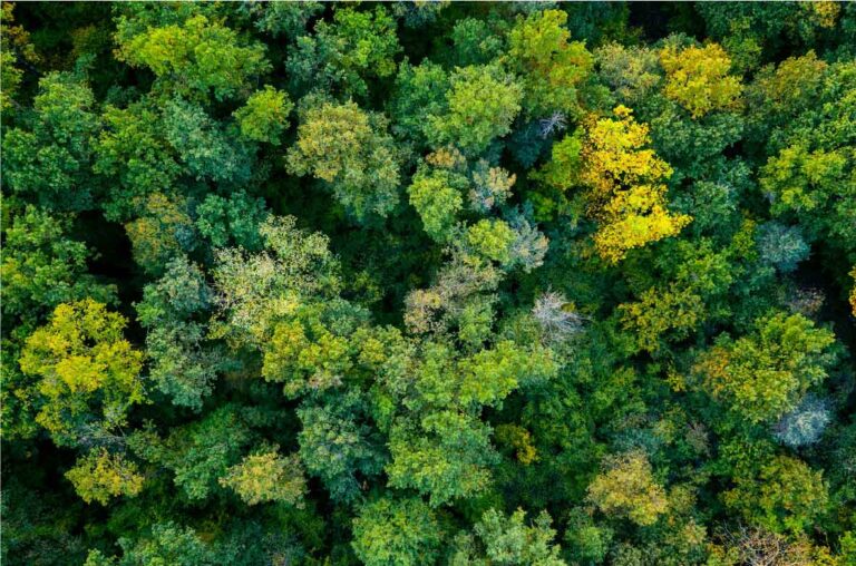 Luftaufnahme eines dichten, artenreichen Mischwaldes mit unterschiedlich gefärbtem Laub in Grün- und Gelbtönen. Die Baumkronen bilden ein dichtes Blätterdach, das die Struktur des Waldes nur erahnen lässt.