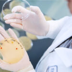 Wissenschaftlerin im Labor trägt Handschuhe und hält eine Petrischale mit Nährmedium und bakteriellen Proben. Im Hintergrund weitere Petrischalen mit Proben auf einem Labortisch.