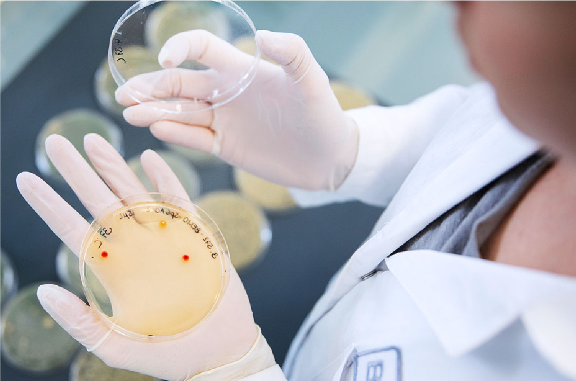 Wissenschaftlerin im Labor trägt Handschuhe und hält eine Petrischale mit Nährmedium und bakteriellen Proben. Im Hintergrund weitere Petrischalen mit Proben auf einem Labortisch.