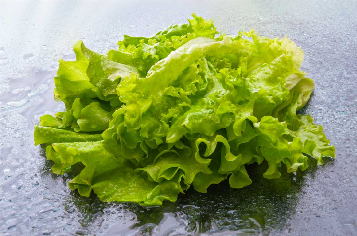 Ein frischer, grüner Kopfsalat liegt auf einer nassen, glänzenden Oberfläche. Wassertropfen auf den Blättern und dem Untergrund lassen den Salat besonders knackig und appetitlich erscheinen.