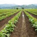 Ein landwirtschaftliches Feld mit Sojapflanzen, die in geraden Reihen wachsen. Bambusstäbe stützen die Pflanzen, während im Hintergrund Hügel und Bäume zu sehen sind.