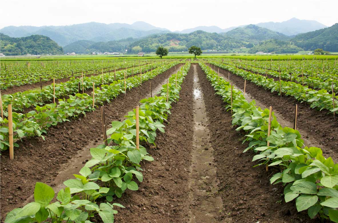 Ein landwirtschaftliches Feld mit Sojapflanzen, die in geraden Reihen wachsen. Bambusstäbe stützen die Pflanzen, während im Hintergrund Hügel und Bäume zu sehen sind.