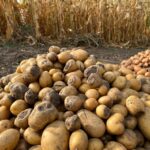 Ernteausfall mit Kartoffeln, die von Fäule befallen sind
