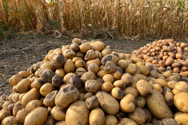 Ernteausfall mit Kartoffeln, die von Fäule befallen sind