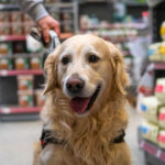 Golden Retriever an der Leine sitzt in einem Gang eines Tierfuttergeschäfts, umgeben von Regalen mit Hundefutter.“