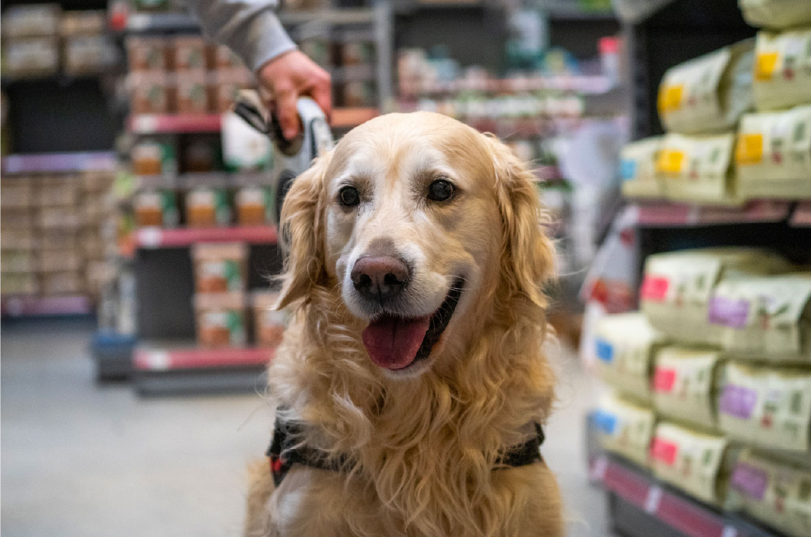 Golden Retriever an der Leine sitzt in einem Gang eines Tierfuttergeschäfts, umgeben von Regalen mit Hundefutter.“