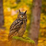 Ein Uhu sitzt auf einem moosbedeckten Baumstumpf im herbstlichen Wald.