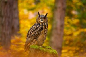 Ein Uhu sitzt auf einem moosbedeckten Baumstumpf im herbstlichen Wald.
