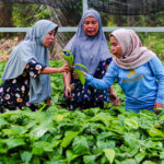 Frauen in Indonesien kontrollieren Palmöl-Setzlinge in einer Baumschule.