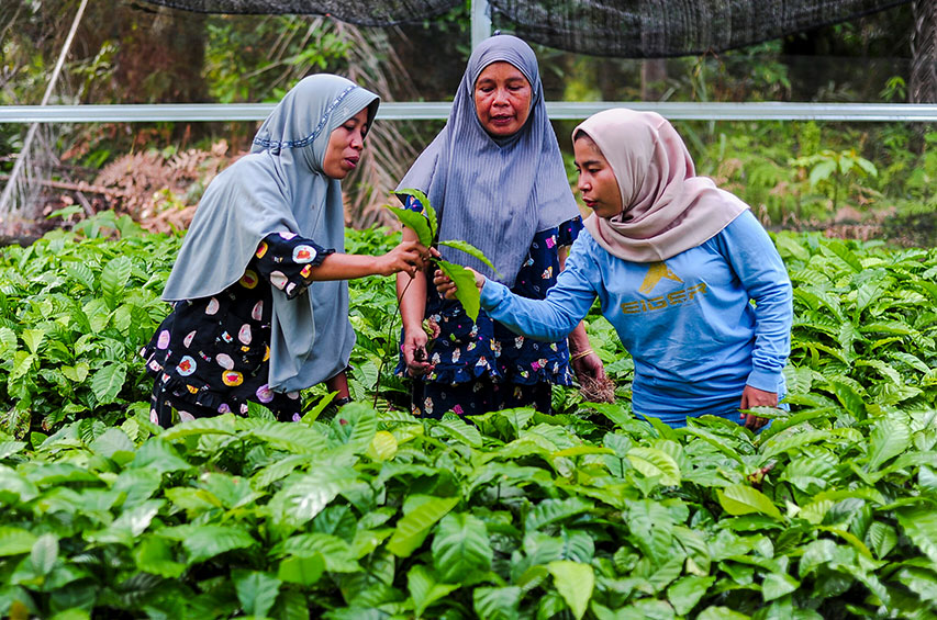 Frauen in Indonesien kontrollieren Palmöl-Setzlinge in einer Baumschule.