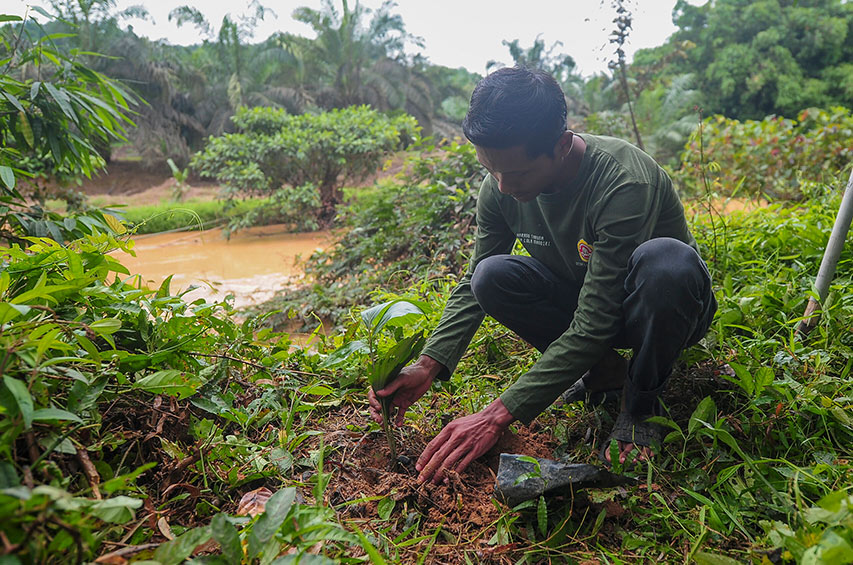 Junger Mann pflanzt einen Palmöl-Steckling am Ufer eines Flusses in Indonesien.