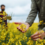 Forscher begutachten blühendes Rapsfeld – Nahaufnahme einer Hand, die eine Rapsblüte hält.