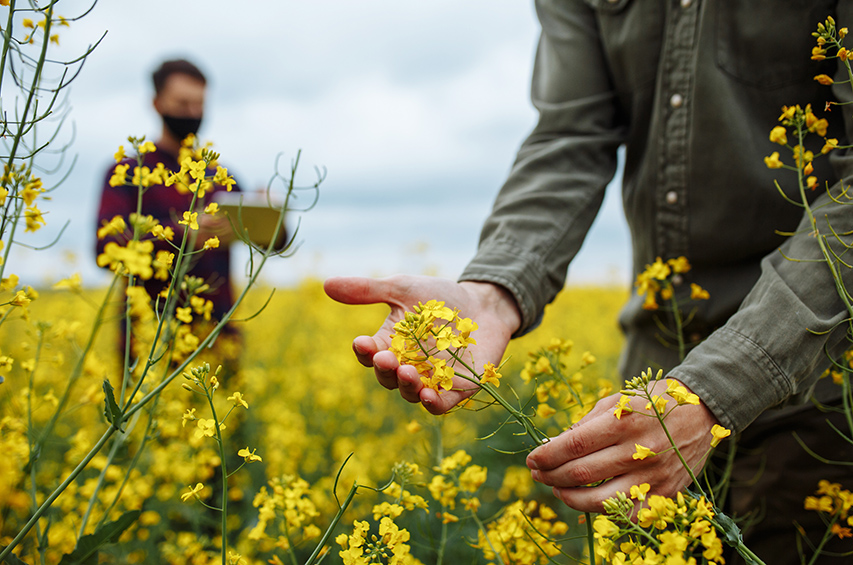 Forscher begutachten blühendes Rapsfeld – Nahaufnahme einer Hand, die eine Rapsblüte hält.