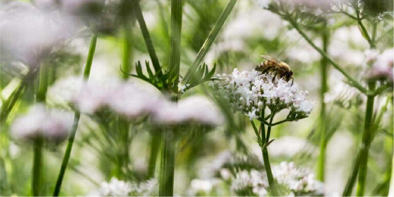 Nahaufnahme einer Biene auf einer weißen Blüte zwischen grünen Pflanzenstängeln.