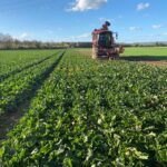 Rübenroder bei der Ernte auf einem Zuckerrübenfeld