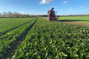 Rübenroder bei der Ernte auf einem Zuckerrübenfeld