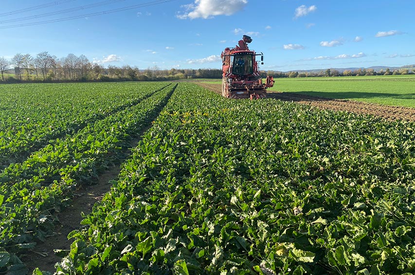 Rübenroder bei der Ernte auf einem Zuckerrübenfeld