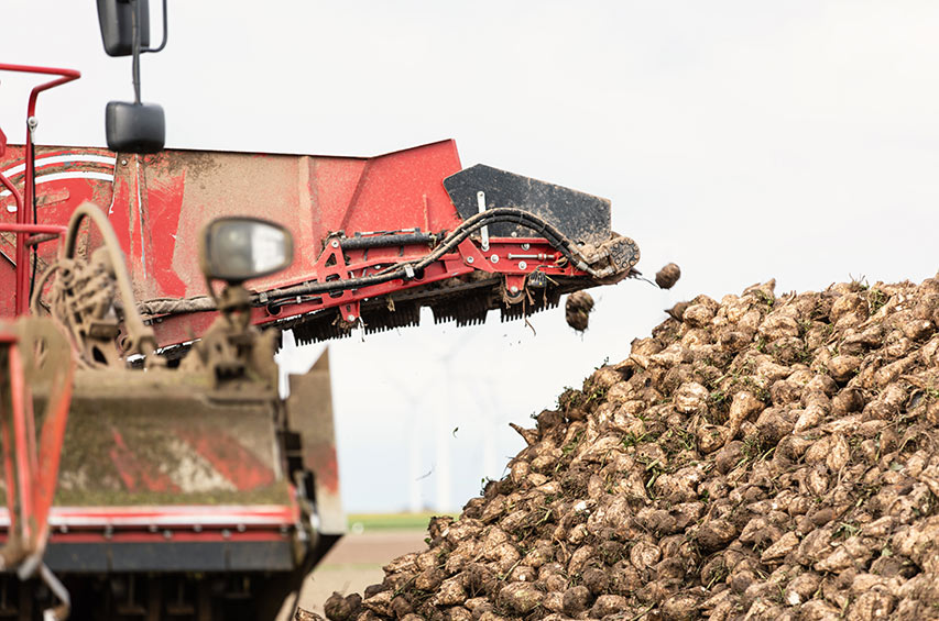 Ernte von Zuckerrüben mit Landmaschine