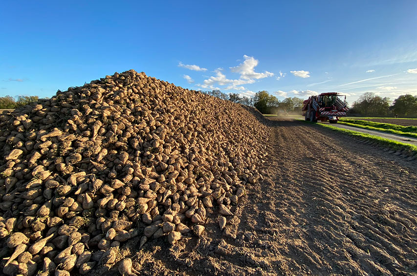 Aufgeschichtete Zuckerrüben am Feldrand