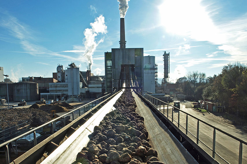 Zuckerrüben auf Förderband in Richtung Zuckerfabrik