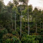 Kakao-Plantage in einem tropischen Waldgebiet