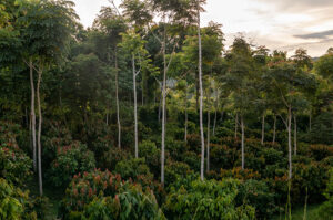 Kakao-Plantage in einem tropischen Waldgebiet