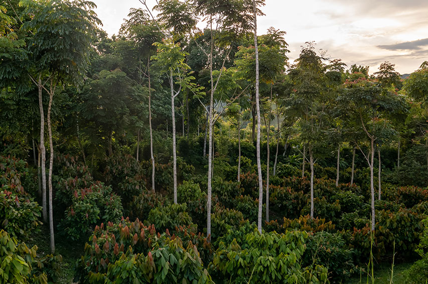 Kakao-Plantage in einem tropischen Waldgebiet