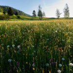 Artenreiche Blumenwiese mit Wildblumen im Vordergrund und Bäumen im Hintergrund
