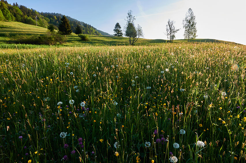Artenreiche Blumenwiese mit Wildblumen im Vordergrund und Bäumen im Hintergrund