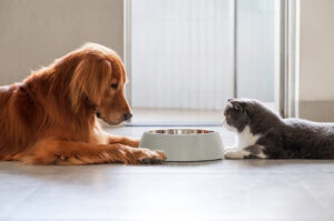 Golden Retriever und graue Katze sitzen sich gegenüber an einem gemeinsamen Futternapf