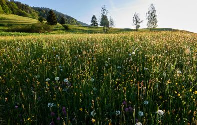 Artenreiche Blumenwiese mit Wildblumen im Vordergrund und Bäumen im Hintergrund