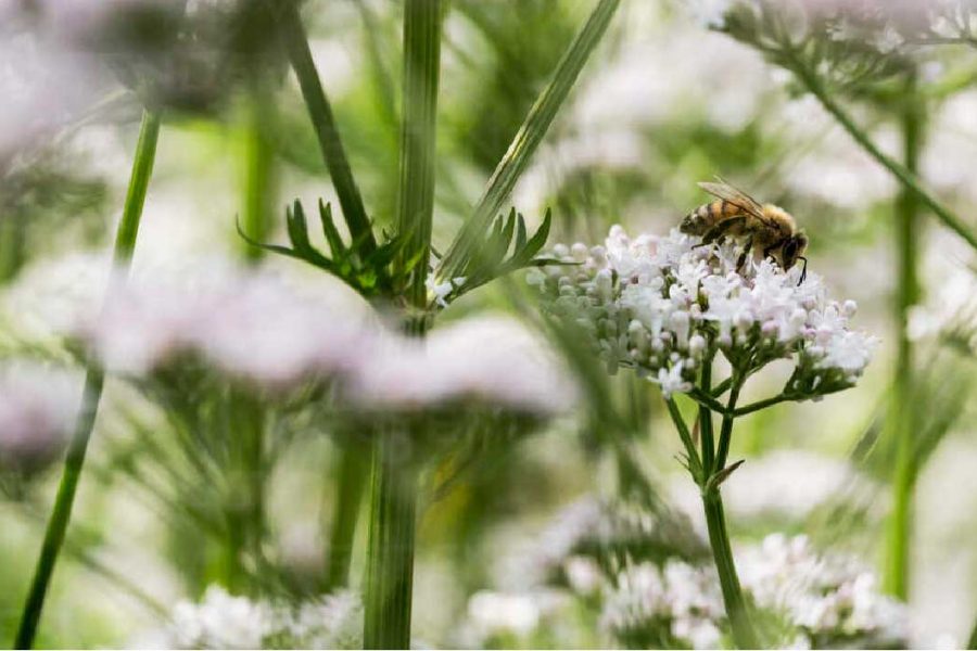 Nahaufnahme einer Biene auf einer weißen Blüte zwischen grünen Pflanzenstängeln.