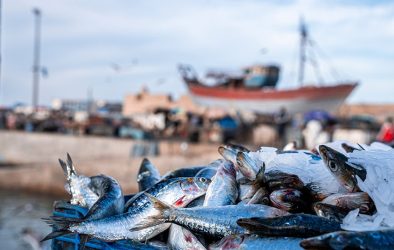 Frisch gefangene Fische in blauer Kiste am Hafen, im Hintergrund Fischerboot und geschäftiges Treiben