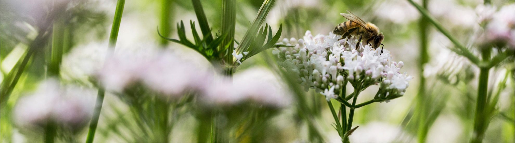 Header-Nachhaltigkeit Nahaufnahme einer Biene auf einer weißen Blüte zwischen grünen Pflanzenstängeln.