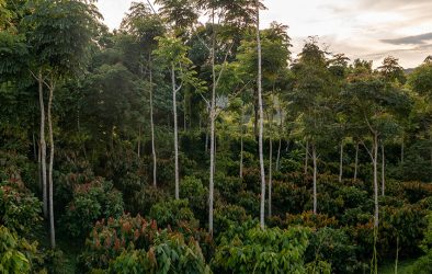 Kakao-Plantage in einem tropischen Waldgebiet