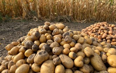 Ernteausfall mit Kartoffeln, die von Fäule befallen sind