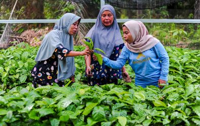 Frauen in Indonesien kontrollieren Palmöl-Setzlinge in einer Baumschule.