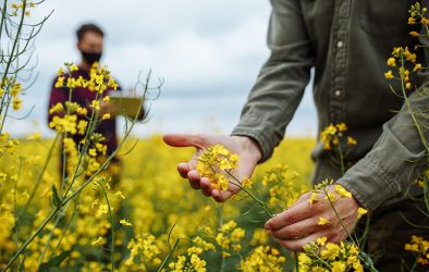 Forscher begutachten blühendes Rapsfeld – Nahaufnahme einer Hand, die eine Rapsblüte hält.
