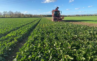 Rübenroder bei der Ernte auf einem Zuckerrübenfeld