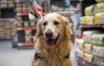 Golden Retriever an der Leine sitzt in einem Gang eines Tierfuttergeschäfts, umgeben von Regalen mit Hundefutter.“